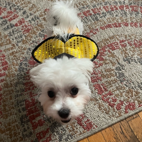 Bumble Bee Pet outfit - Picture 3 of 3